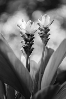 Beyaz Curcuma Çiçeği