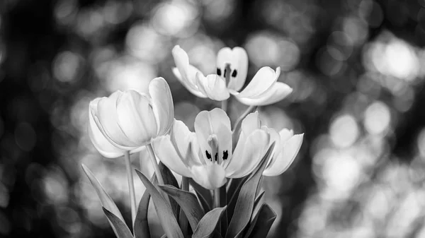 Blooming Tulip Flowers — Stock Photo, Image