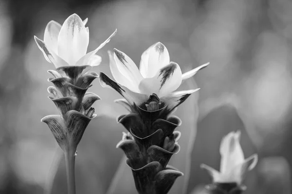 Белый цветок куркумы — стоковое фото