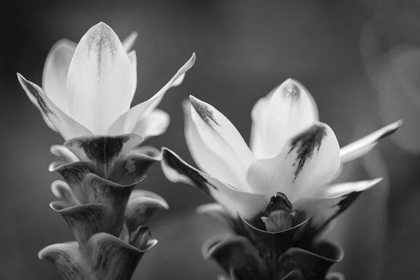 White Curcuma Flower — Stock Photo, Image