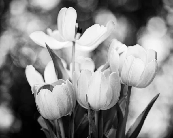 Blooming Tulip Flowers — Stock Photo, Image