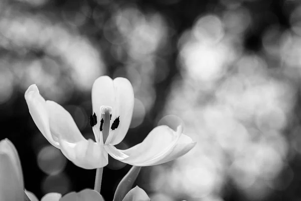 Blooming Tulip Flower — Stock Photo, Image