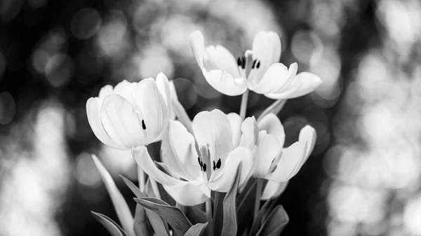 Цветущие цветы тюльпана — стоковое фото