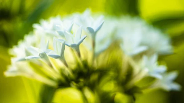White Pentas Flowers — Stock Photo, Image