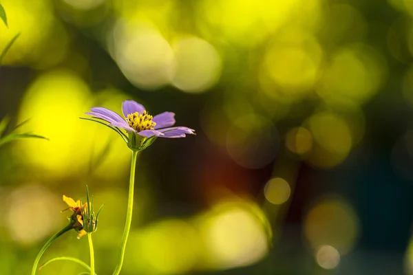 Violette Wildblume — Stockfoto