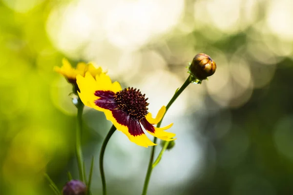 Bunga liar kuning — Stok Foto
