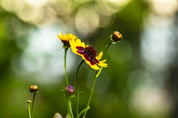 Gelbe Wildblume — Stockfoto