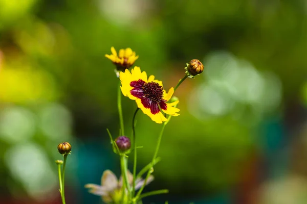 Gelbe Wildblume — Stockfoto