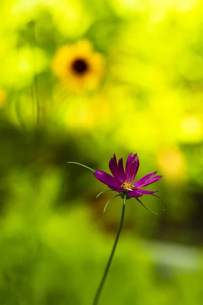 Wildflowers — Stock Photo, Image