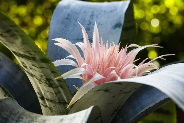 Fiore di bromeliade rosa — Foto Stock