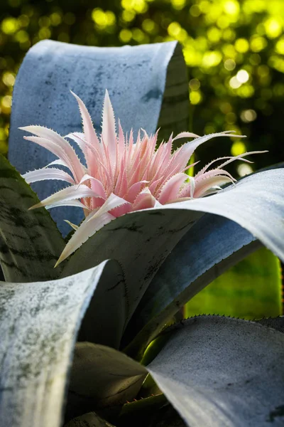 Fiore di bromeliade rosa — Foto Stock