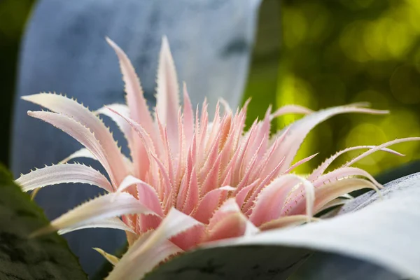 Fiore di bromeliade rosa — Foto Stock