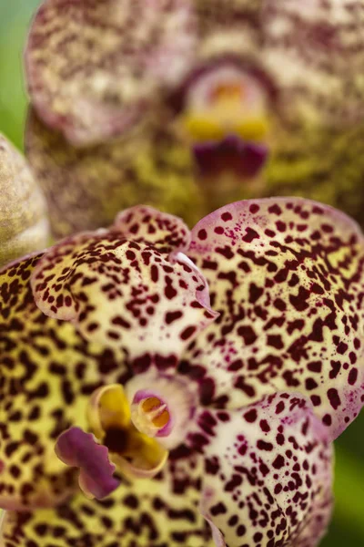 Siyah benekli Vanda orkide çiçekler