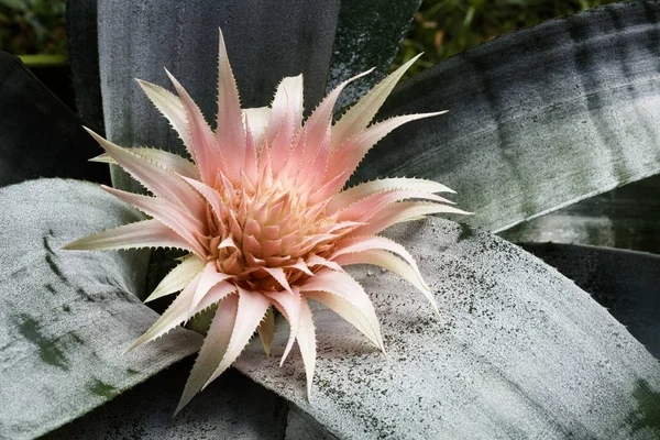 Fiore di bromeliade rosa — Foto Stock