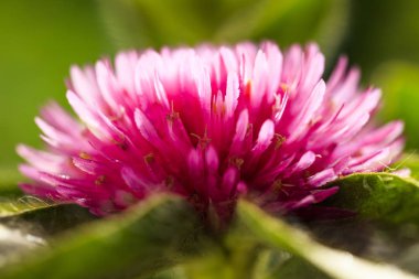 Pembe Gomphrena Çiçek