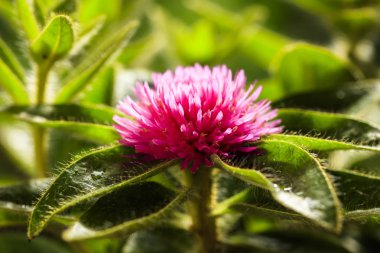 Pembe Gomphrena Çiçek