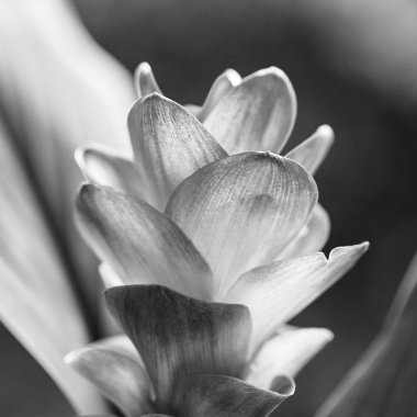 pembe curcuma çiçek