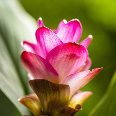 pembe curcuma çiçek