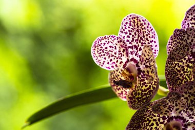 Siyah benekli Vanda orkide çiçekler