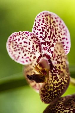 Siyah benekli Vanda orkide çiçekler