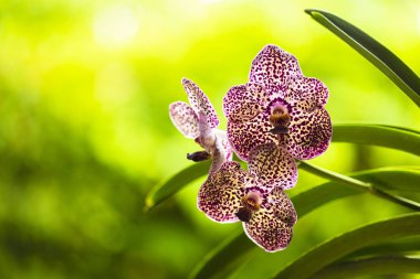 Siyah benekli Vanda orkide çiçekler