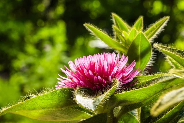 Pink Gomphrena virág — Stock Fotó