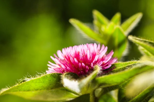 Pink Gomphrena virág — Stock Fotó