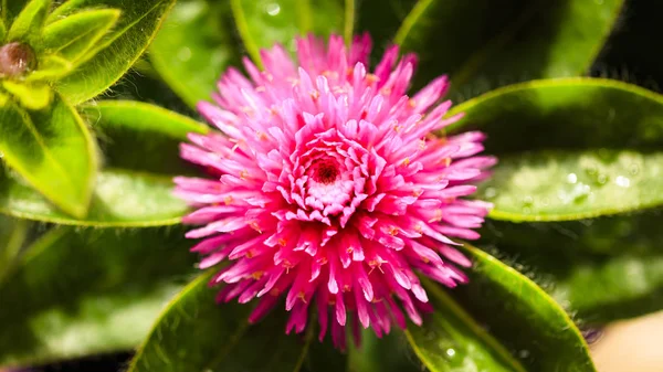 Pembe Gomphrena Çiçek