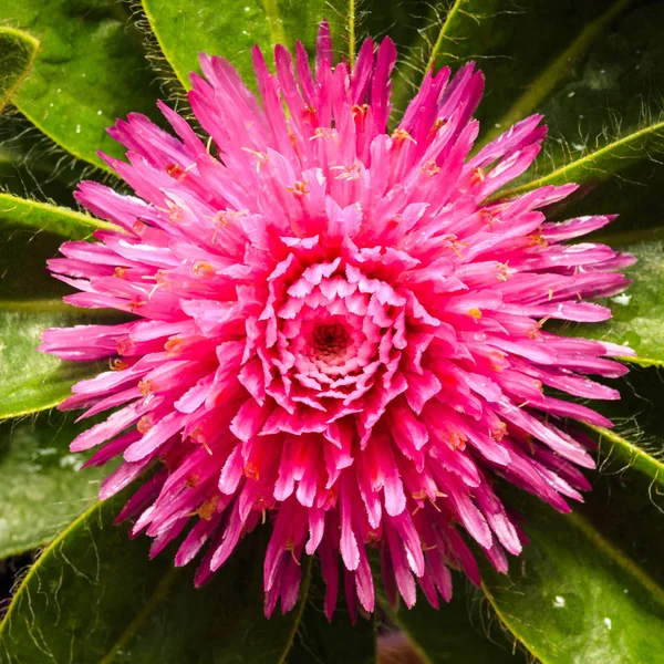 Flor de Gomphrena rosa — Fotografia de Stock