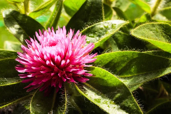 Pembe Gomphrena Çiçek
