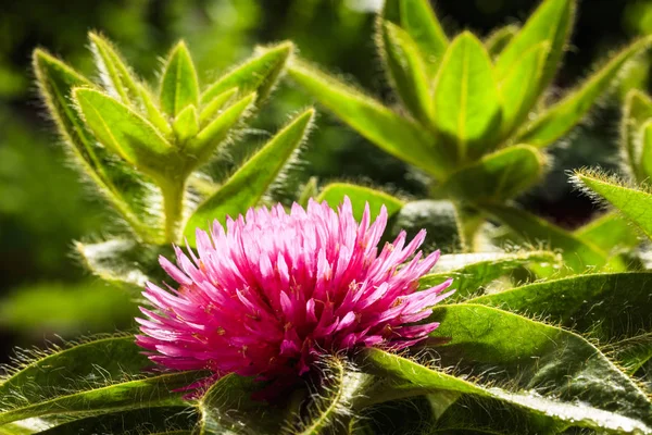 Pink Gomphrena virág — Stock Fotó