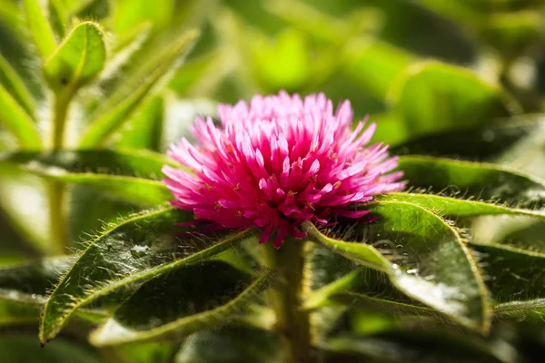 Pink Gomphrena virág — Stock Fotó