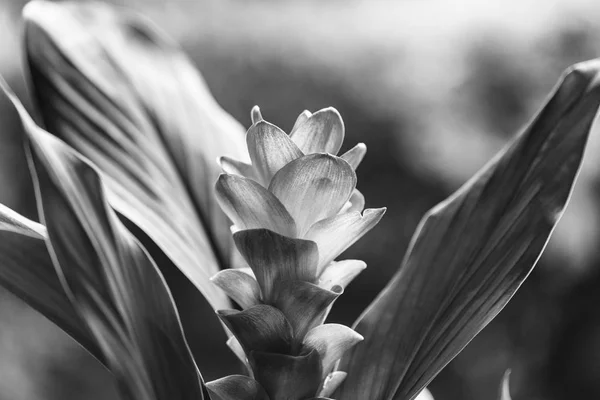 Pink Curcuma Flower — Stock Photo, Image