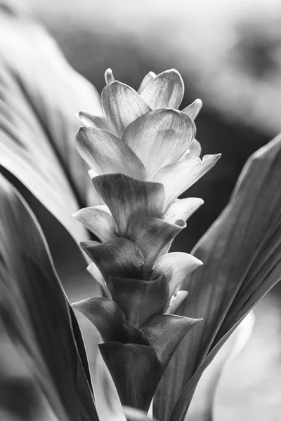 Flor Curcuma branca fotos, imagens de © fotoluminate #286642130