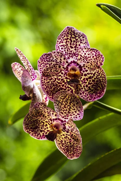 Black Spotted Vanda Orchid kwiaty — Zdjęcie stockowe