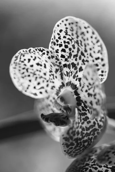 Black Spotted Vanda Orchid Flowers — Stock Photo, Image