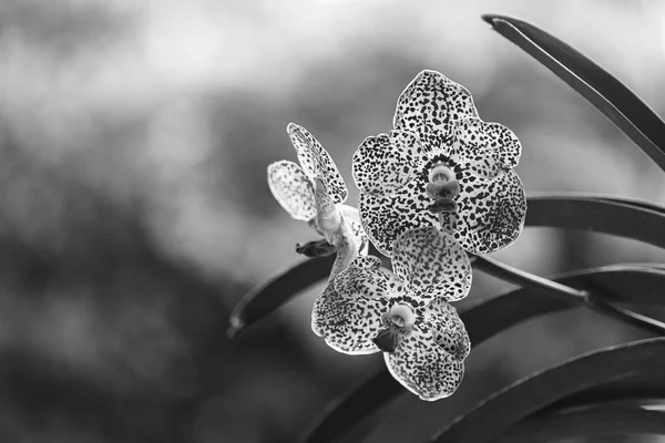 Black Spotted Vanda Orchid Flowers — Stock Photo, Image