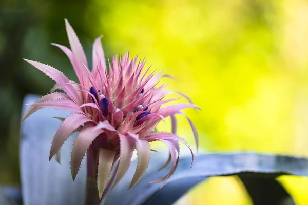 Fiore di bromeliade rosa — Foto Stock