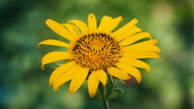 Güzel bir çiçek açan ayçiçeği nin yakından görünümü.