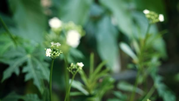 Vista Perto Jardim Com Flores Brancas Pouco Florescentes — Vídeo de Stock