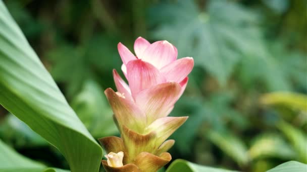 Κοντινό Εικόνα Ενός Ροζ Λουλούδι Curcuma Ανθίζει — Αρχείο Βίντεο