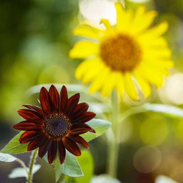 Schwarze Samtsonnenblume — Stockfoto