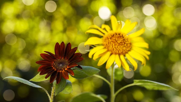 Schwarze Samtsonnenblume — Stockfoto