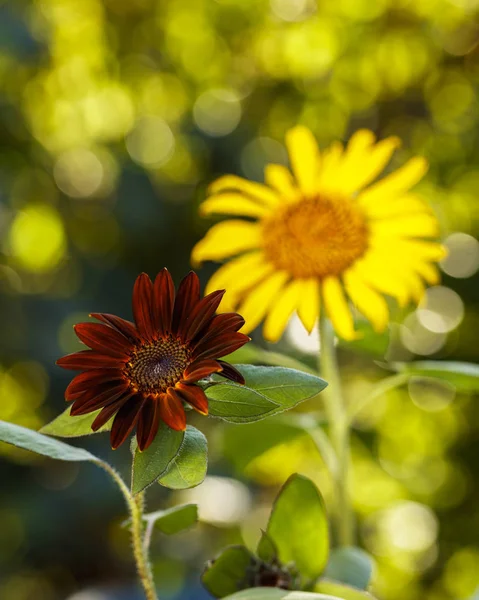 Schwarze Samtsonnenblume — Stockfoto