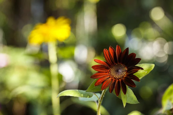 Schwarze Samtsonnenblume — Stockfoto