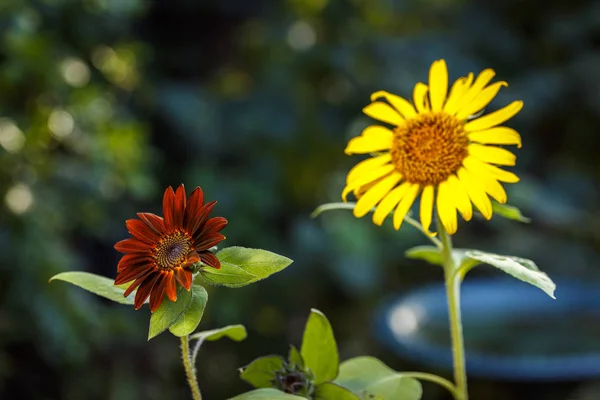 Schwarze Samtsonnenblume — Stockfoto