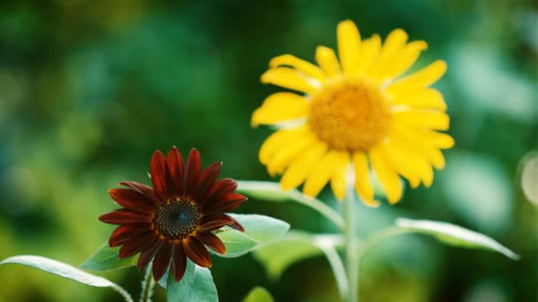 Close Weergave Van Prachtige Zwart Fluweel Gele Zonnebloemen Bloei — Stockvideo