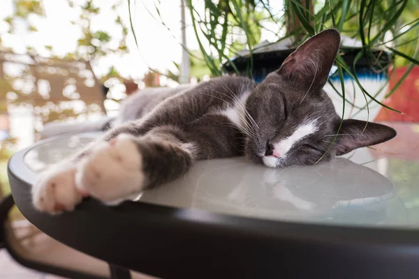 Nært Utsyn Til Huslig Kort Kvinnelig Katt Som Sovner Spisebord – stockfoto