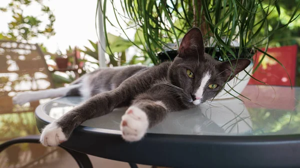 Vista Cerca Gato Doméstico Pelo Corto Patio Casa Acostado Una —  Fotos de Stock