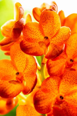 Mandalina vanda orkidesinin çiçek açmış egzotik bir görüntüsünü kapat.